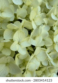 White Hydrangea fresh bloom close up