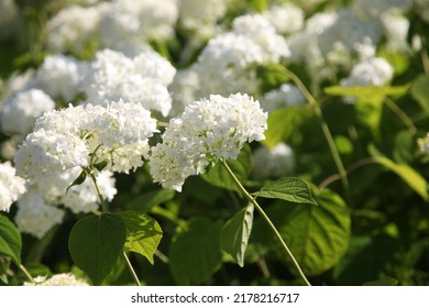 White Hydrangea (hortensia) Flowers In The Garden