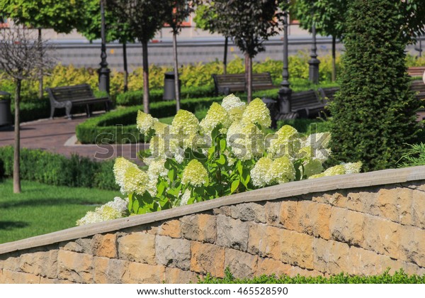 White Hydrangea On Background Wall Natural Stock Photo Edit Now