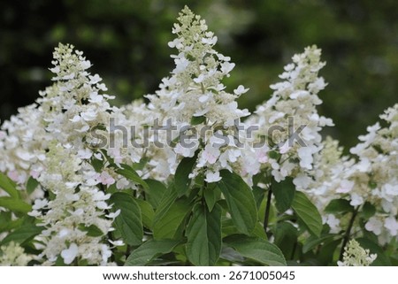 White hydrangea paniculata flower head in garden. Great star.