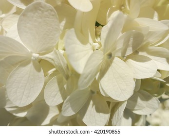 White Hydrangea soft focus