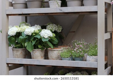 White hydrangeas in rustic clay pots on a shelf in a street flower shop Porto Portugal spring scene. Natural plant decor for home floral compositions gardening or eco friendly product design