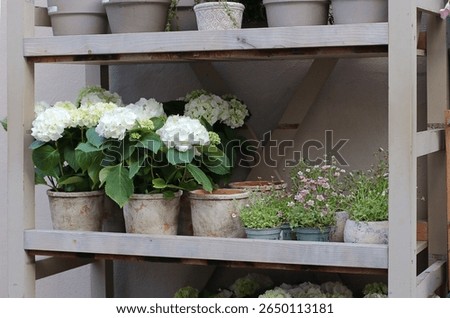 White hydrangeas in rustic clay pots on a shelf in a street flower shop Porto Portugal spring scene. Natural plant decor for home floral compositions gardening or eco friendly product design