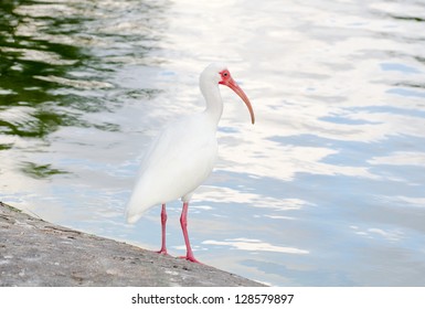 White Ibis
