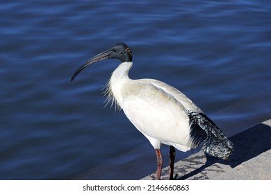 White Ibis Bin Chicken Bird