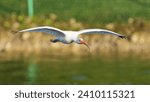 White Ibis bird in flight, very graceful with long orange beaks, and blue eyes