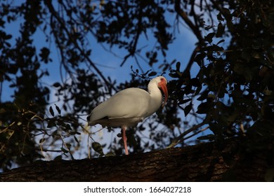 White ibis bird perched in tree.