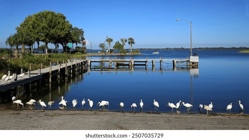 White ibis birds forage for food at the end of the day at Port of Mount Dora in Grantham Point Park in Mount Dora, Florida, USA.  - Powered by Shutterstock