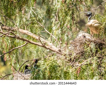 White Ibis And Cormorants Nesting In A Peppercorn Tree.