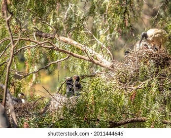 White Ibis And Cormorants Nesting In A Peppercorn Tree.