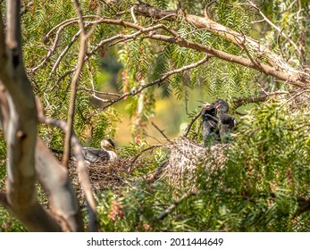 White Ibis And Cormorants Nesting In A Peppercorn Tree.