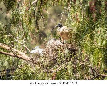 White Ibis And Cormorants Nesting In A Peppercorn Tree.