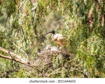 White Ibis And Cormorants Nesting In A Peppercorn Tree.