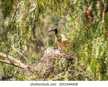 White Ibis And Cormorants Nesting In A Peppercorn Tree.