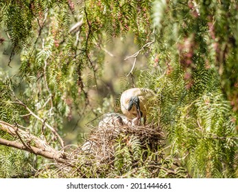 White Ibis And Cormorants Nesting In A Peppercorn Tree.