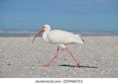White Ibis (Eudocimus albus) on a southwest Florida coastline. - Powered by Shutterstock