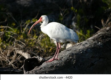 white ibis in everglades