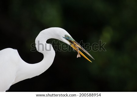 Similar – Image, Stock Photo bird Bird Zoo Ocean White