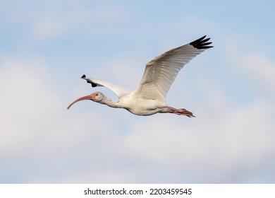 White Ibis Flying In A Blue Sky