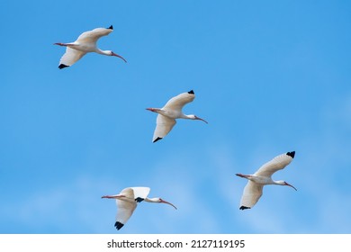 White Ibis Flying Over Southeast Louisiana Waterway On Clear Cold Day In February