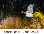 White ibis flying in a swamp