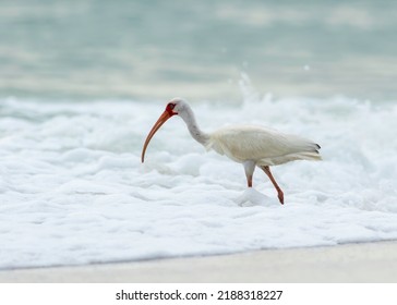 A White Ibis Hunting For Food In The Ocean Waves During Golden Hour On The Florida Gulf Coast. 