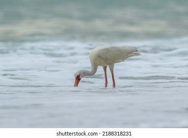 A White Ibis Hunting For Food In The Ocean Waves During Golden Hour On The Florida Gulf Coast. 