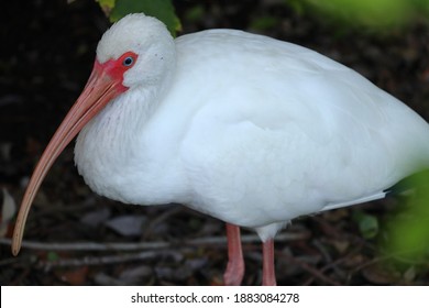 White Ibis In Largo, Fl