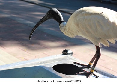 White Ibis Looking For Food In The Bin Inside The Park In Sydney