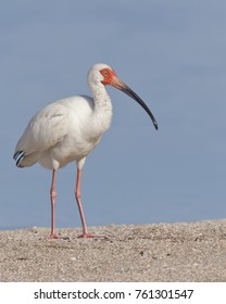 White Ibis On Beach