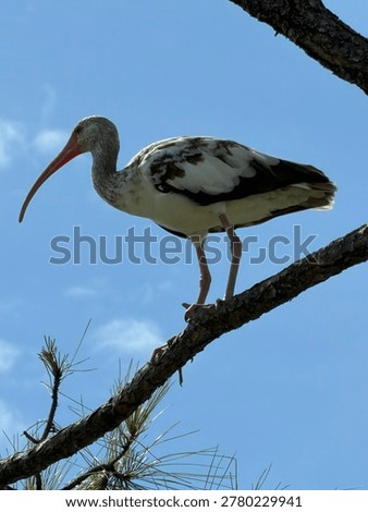 White Ibis: the only one in the back yard who isn’t purely white. The standout. 