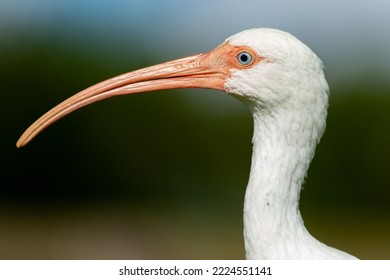 White Ibis Profile Head Shot. 