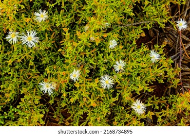 White Ice Plants In Little Karoo After Summer Rain