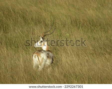 White impala in South African grassland