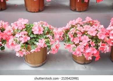 white impatiens in potted, scientific name Impatiens walleriana flowers also called Balsam, flower bed of blossoms in salmon