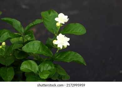 White Indian Jasmine Or Mogra Flower On Plant,closeup