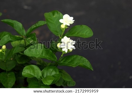 white indian jasmine or mogra flower on plant,closeup