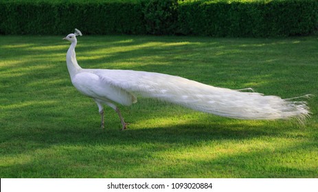 White Peacock High Res Stock Images Shutterstock