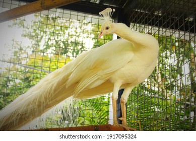 White Indian Peafowl In Ex Situ Captive Breeding