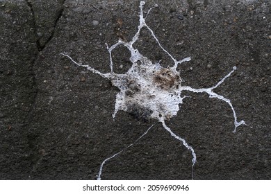 White Interesting Shaped Bird Poo (shit) On The Dark Concrete Ground. Abstract Color Illustration Photo Of Pigeon Pollution Or Infection.