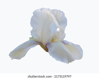 White Iris Flower Isolated On White  Background 