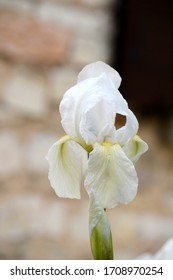 Iris blanco frente a una pared de piedra