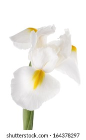 White Iris Isolated On White Background