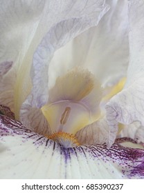 White Iris, Ode To Georgia O'Keeffe 