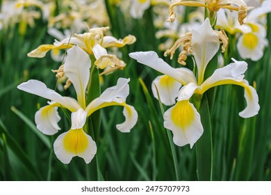 White irises in bloom at spring photo taken at sunny day - Powered by Shutterstock