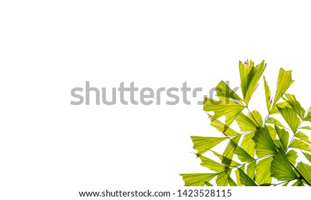 white isolate background with Fishtail palm, Caryota urens leaves as frame