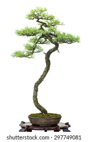 White isolated conifer scotch pine as bonsai tree