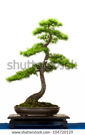 White isolated european larch as bonsai tree