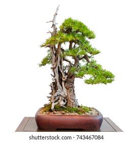 White isolated old conifer larch with dead wood as bonsai tree