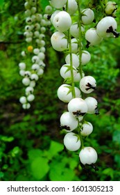 White Ivy Berries Found In Guatemalan Highlands 